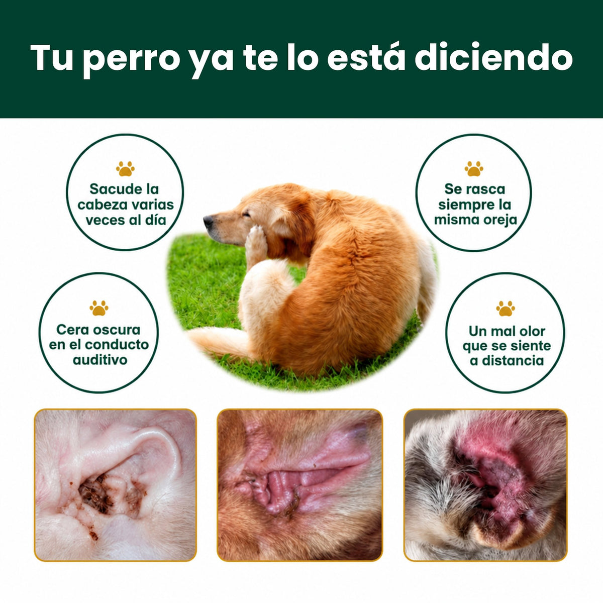 Tu perro ya te lo está diciendo