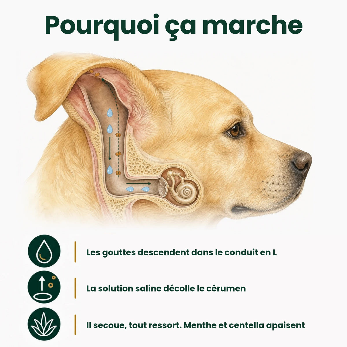 Oriso – Nettoyant oreilles pour chien et chat