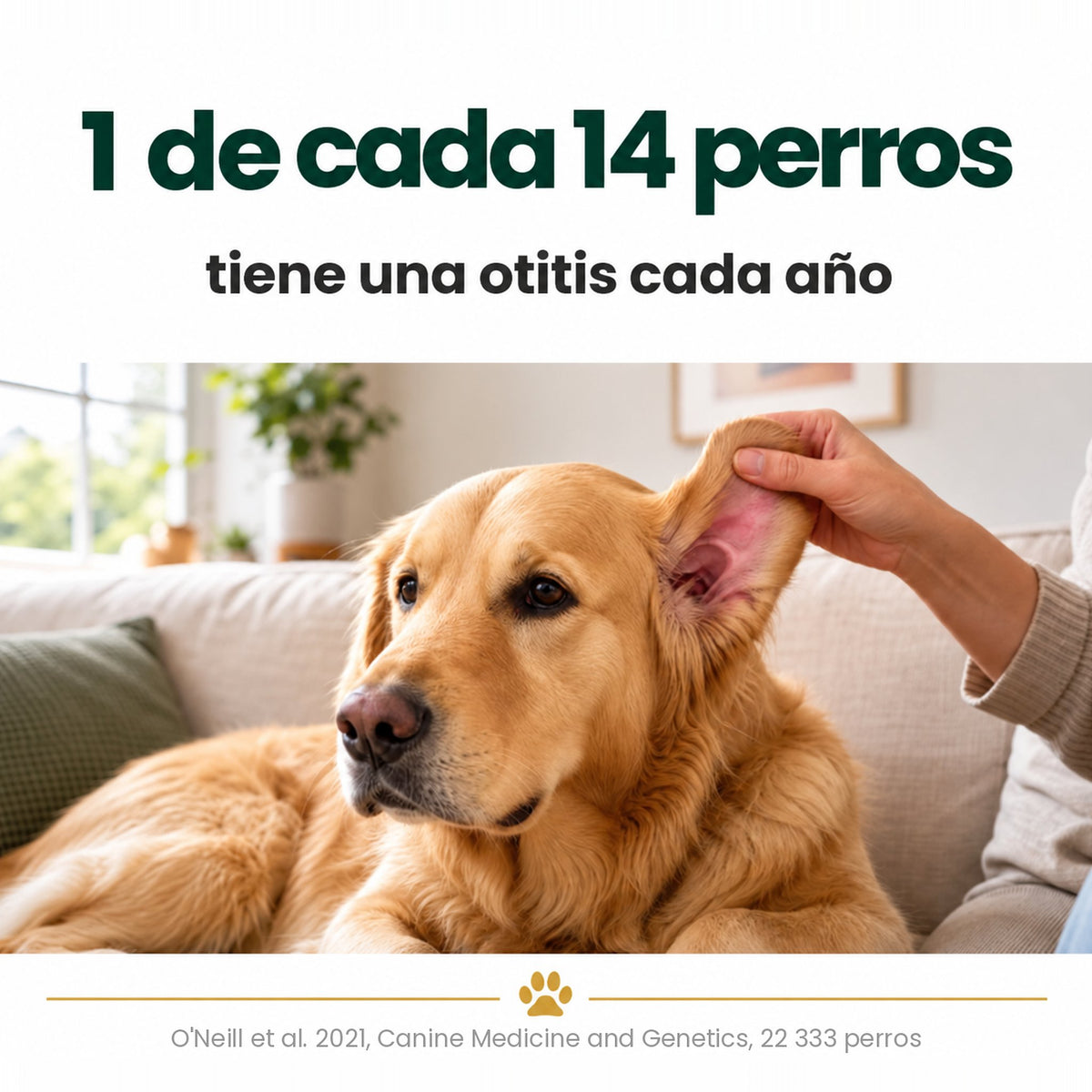 1 de cada 14 perros tiene una otitis cada año